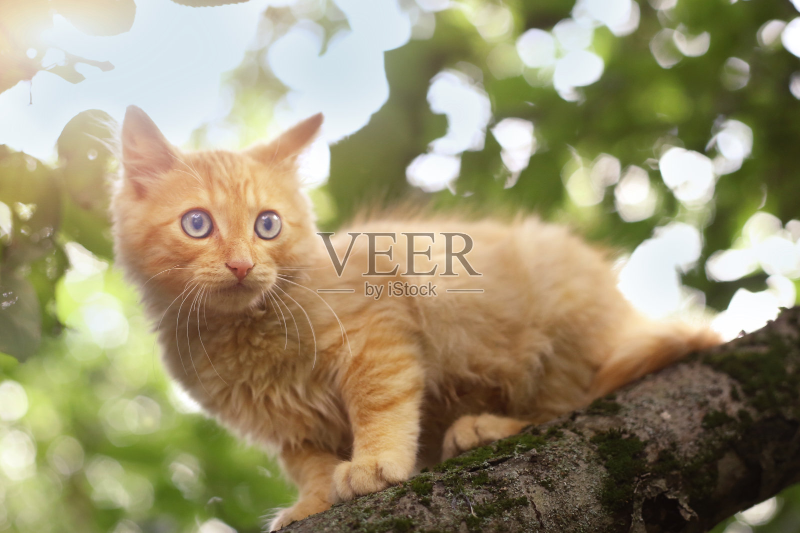 小红猫在树上捉鸟照片摄影图片