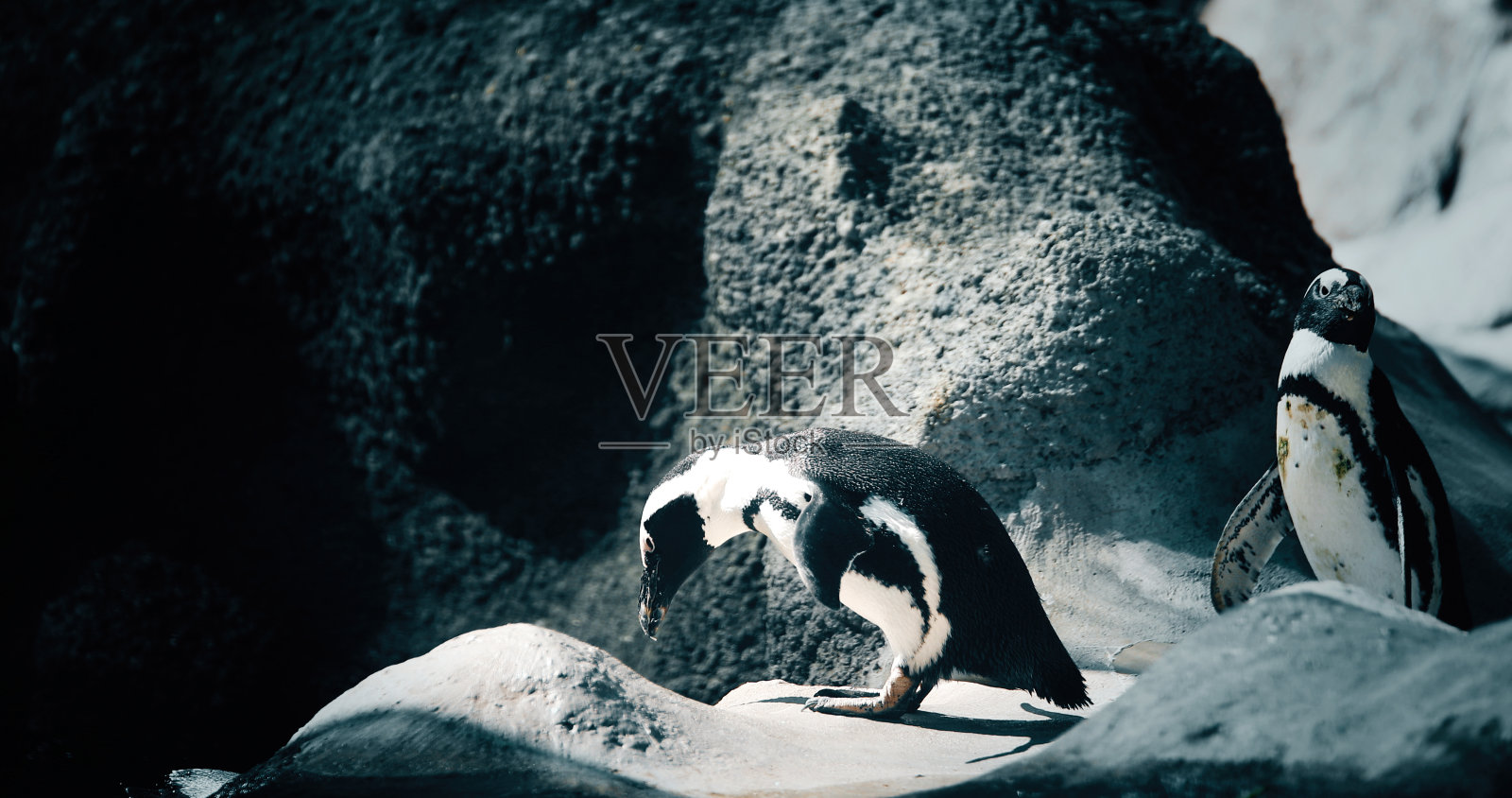 两只企鹅站在岩石海岸上的肖像照片摄影图片