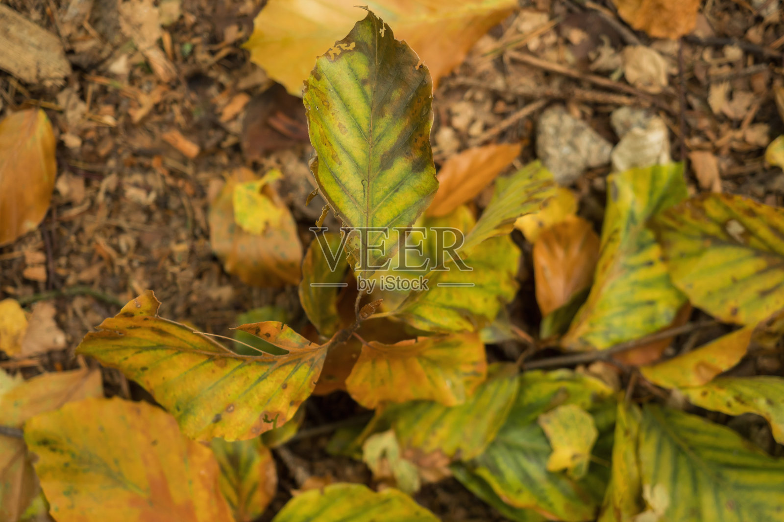 秋天的树叶在森林里照片摄影图片