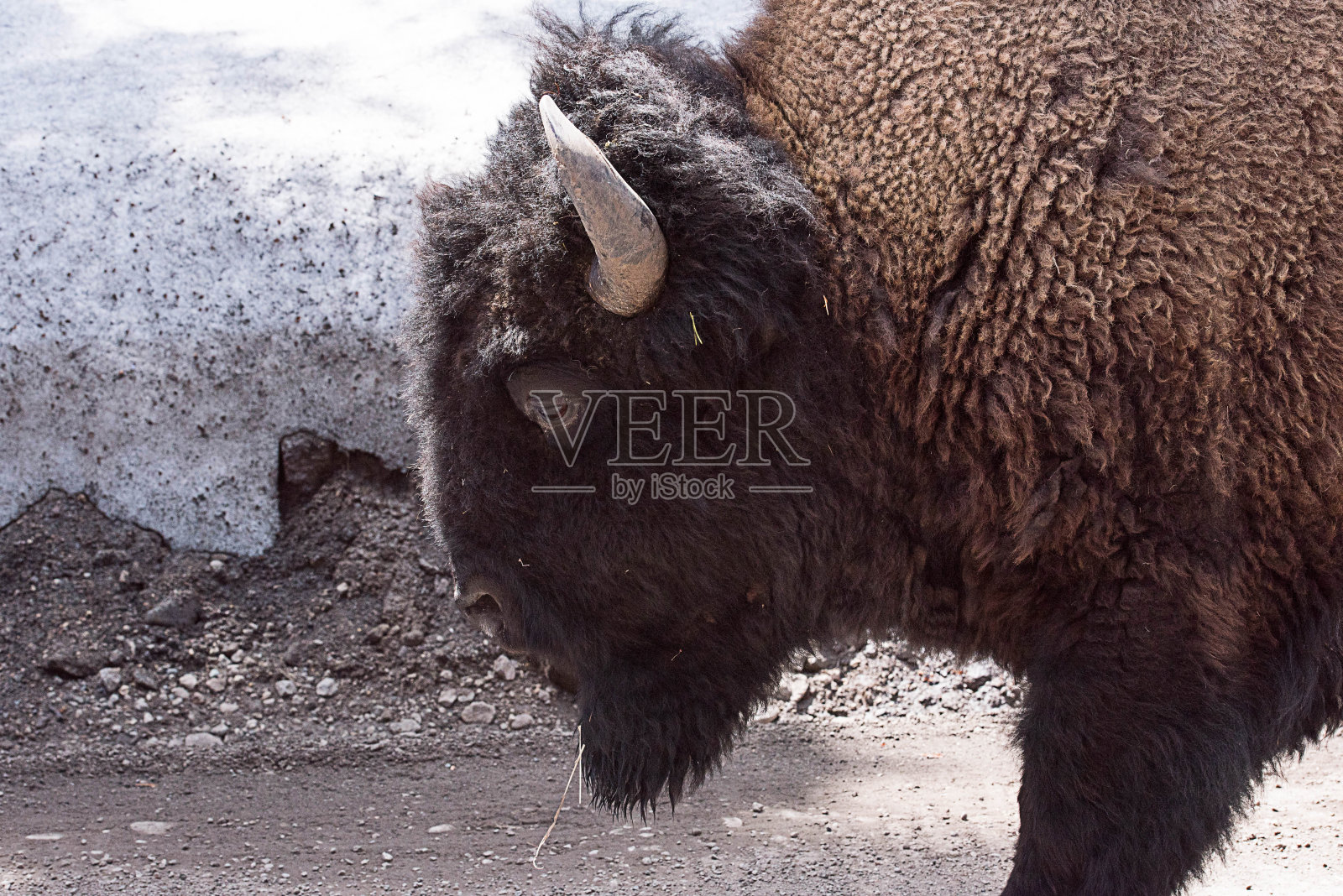 野牛照片摄影图片