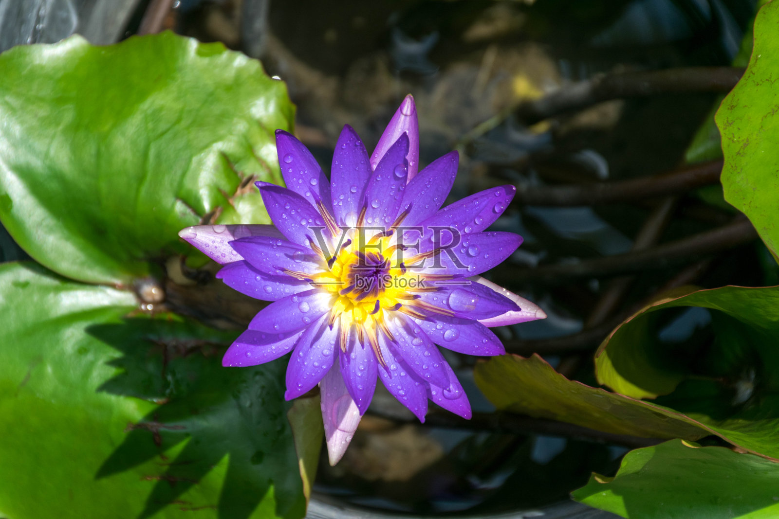 花盆里的荷花照片摄影图片