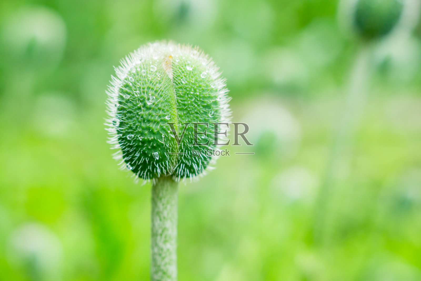 花园里有红色的罂粟花照片摄影图片