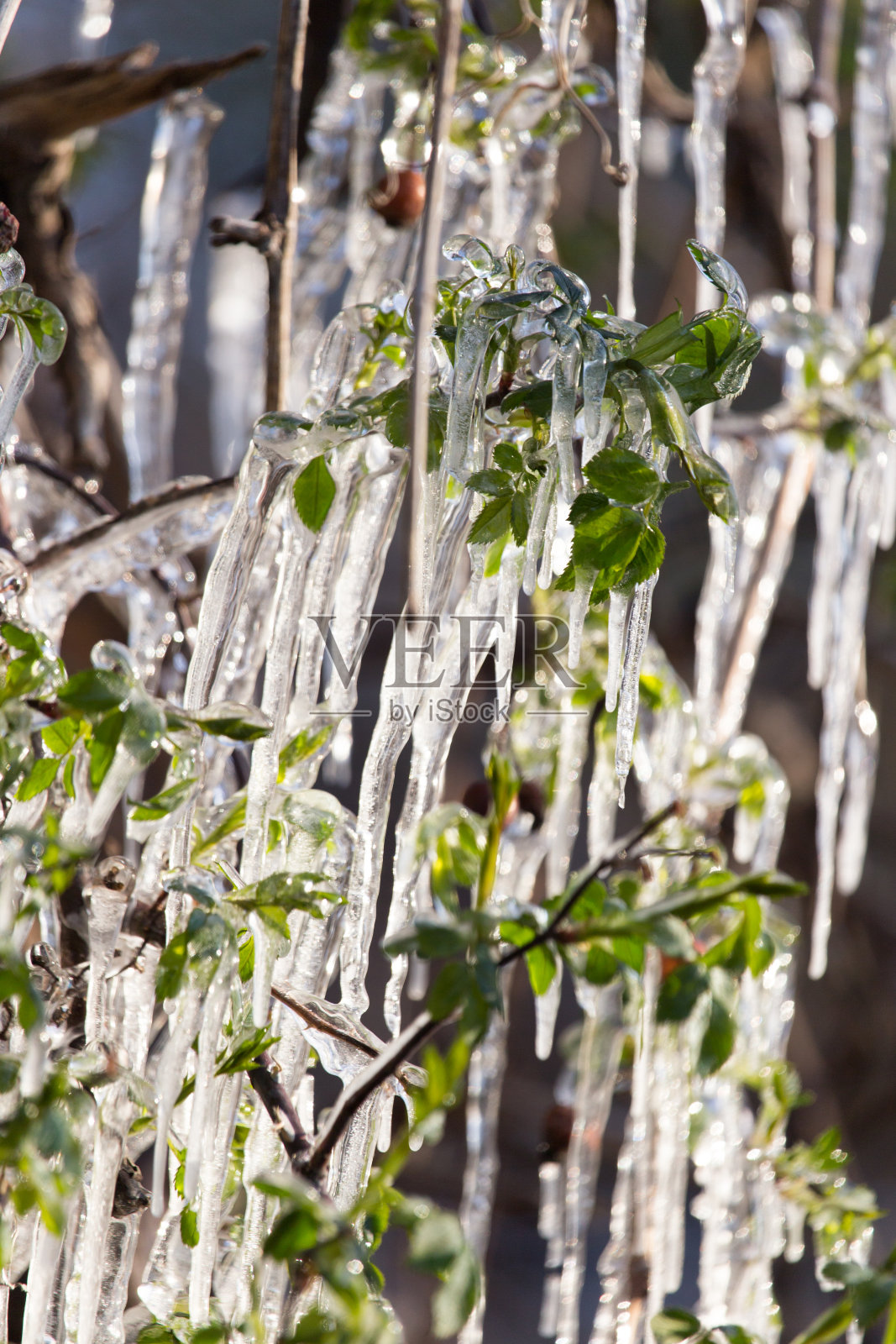 在春天的植物上照片摄影图片