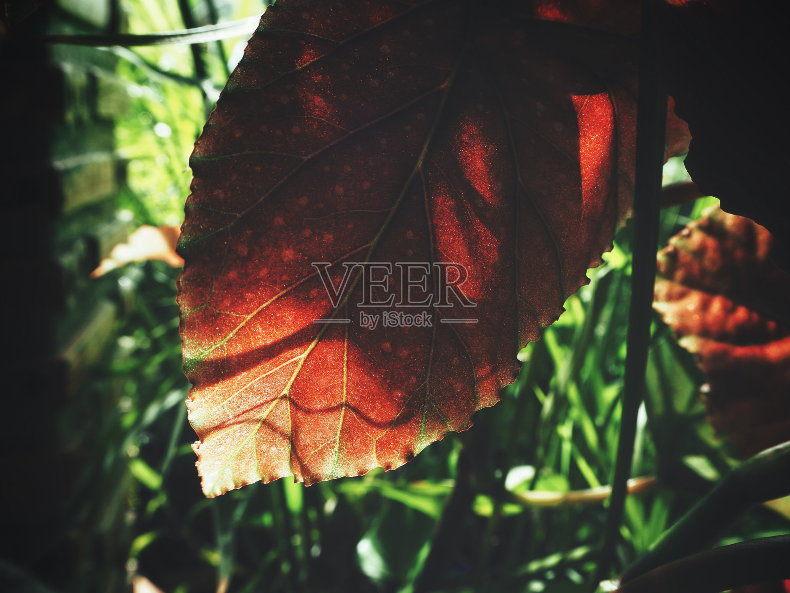 红色的叶子照片摄影图片