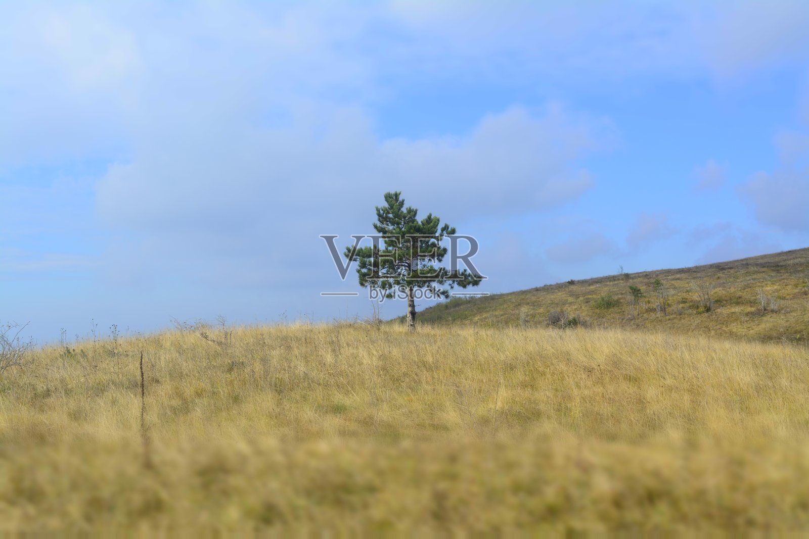 草地上的孤单的树照片摄影图片