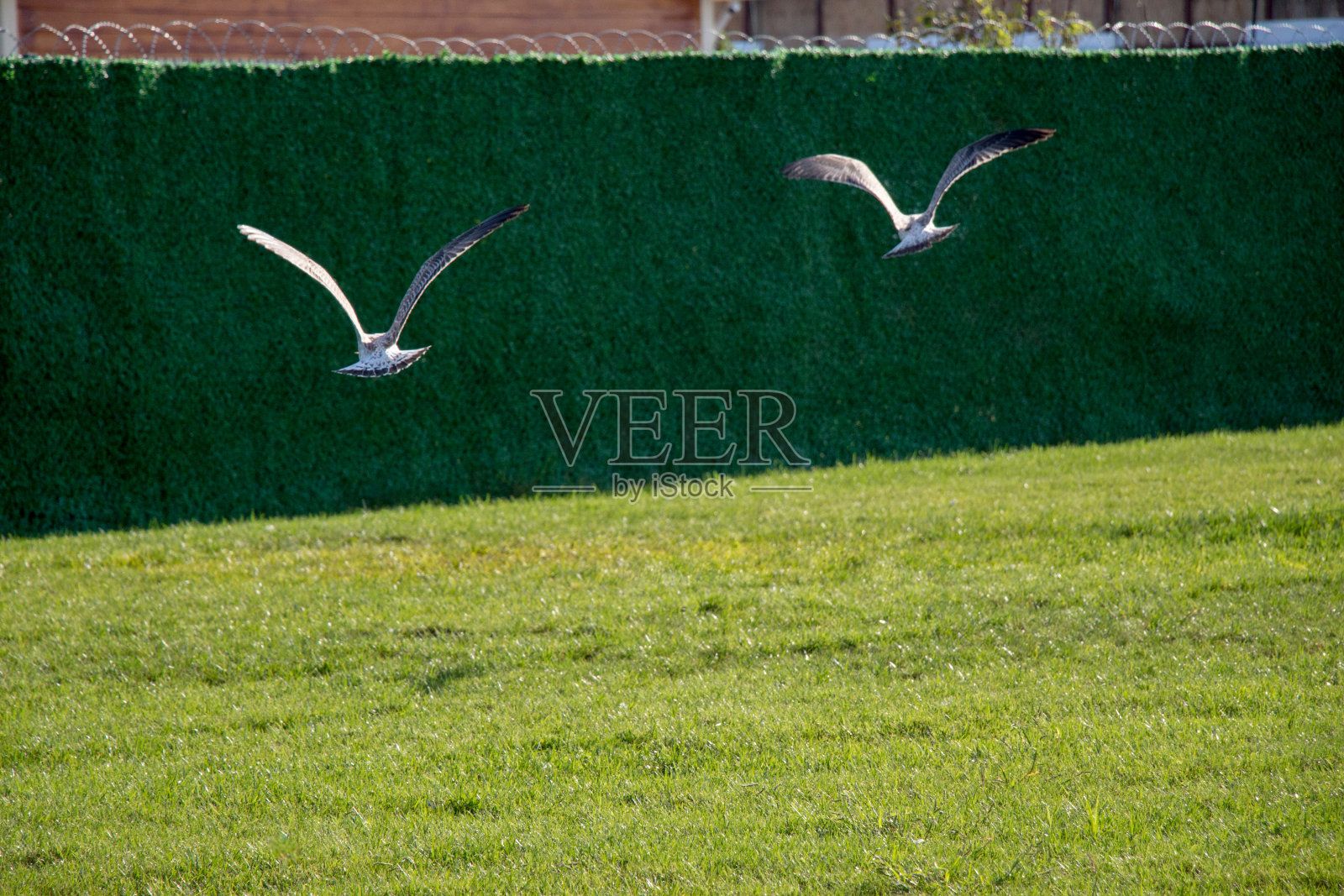 海边的海鸥在绿草地上飞翔照片摄影图片