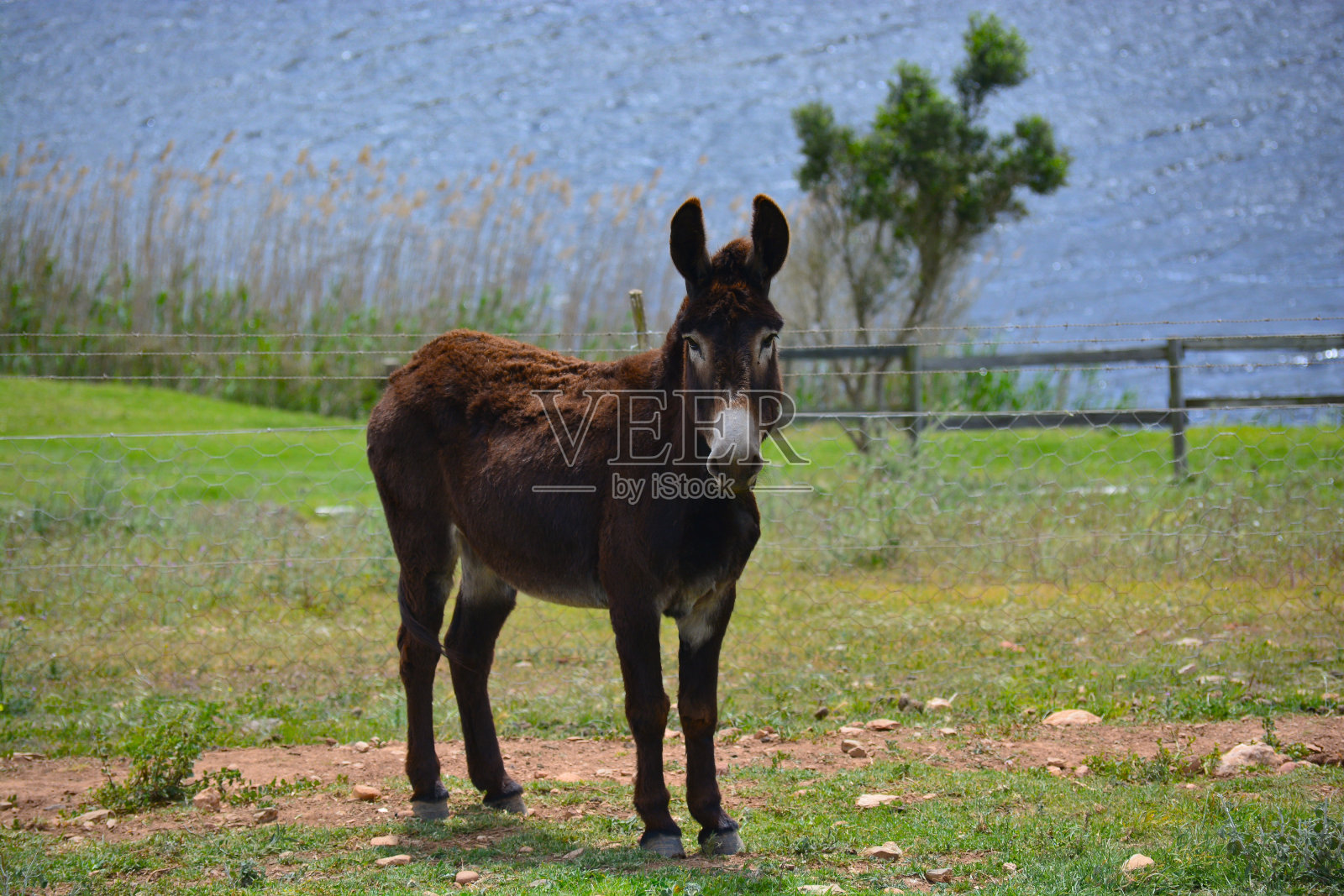 驴6照片摄影图片