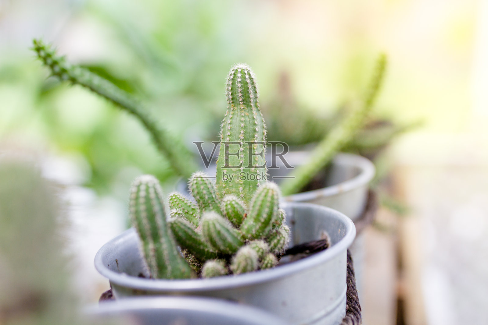 仙人掌照片摄影图片