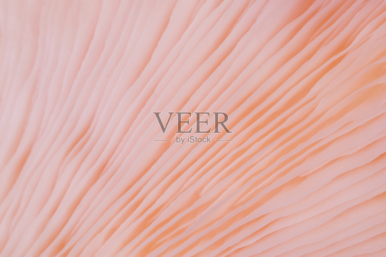 美丽的粉色蘑菇-红平菇照片摄影图片