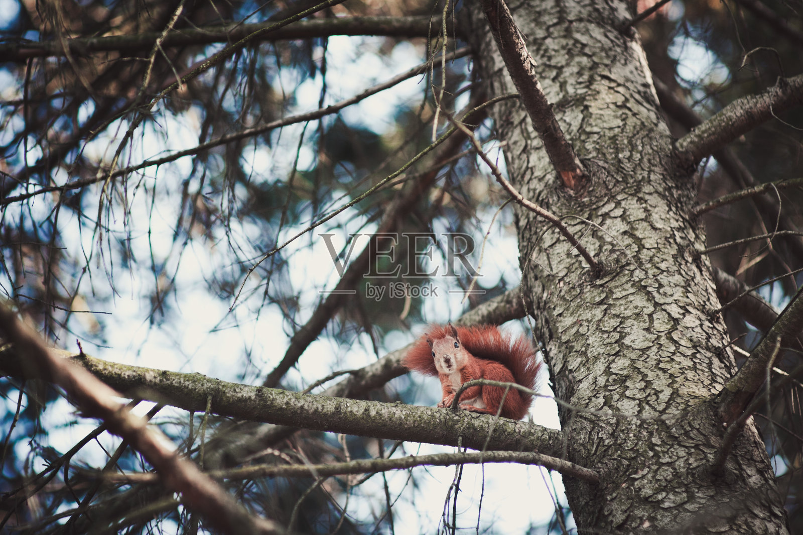 小红松鼠在公园里奔跑照片摄影图片