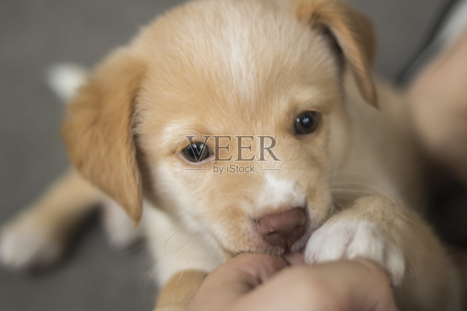 可爱的狗和蓝色的眼睛照片摄影图片