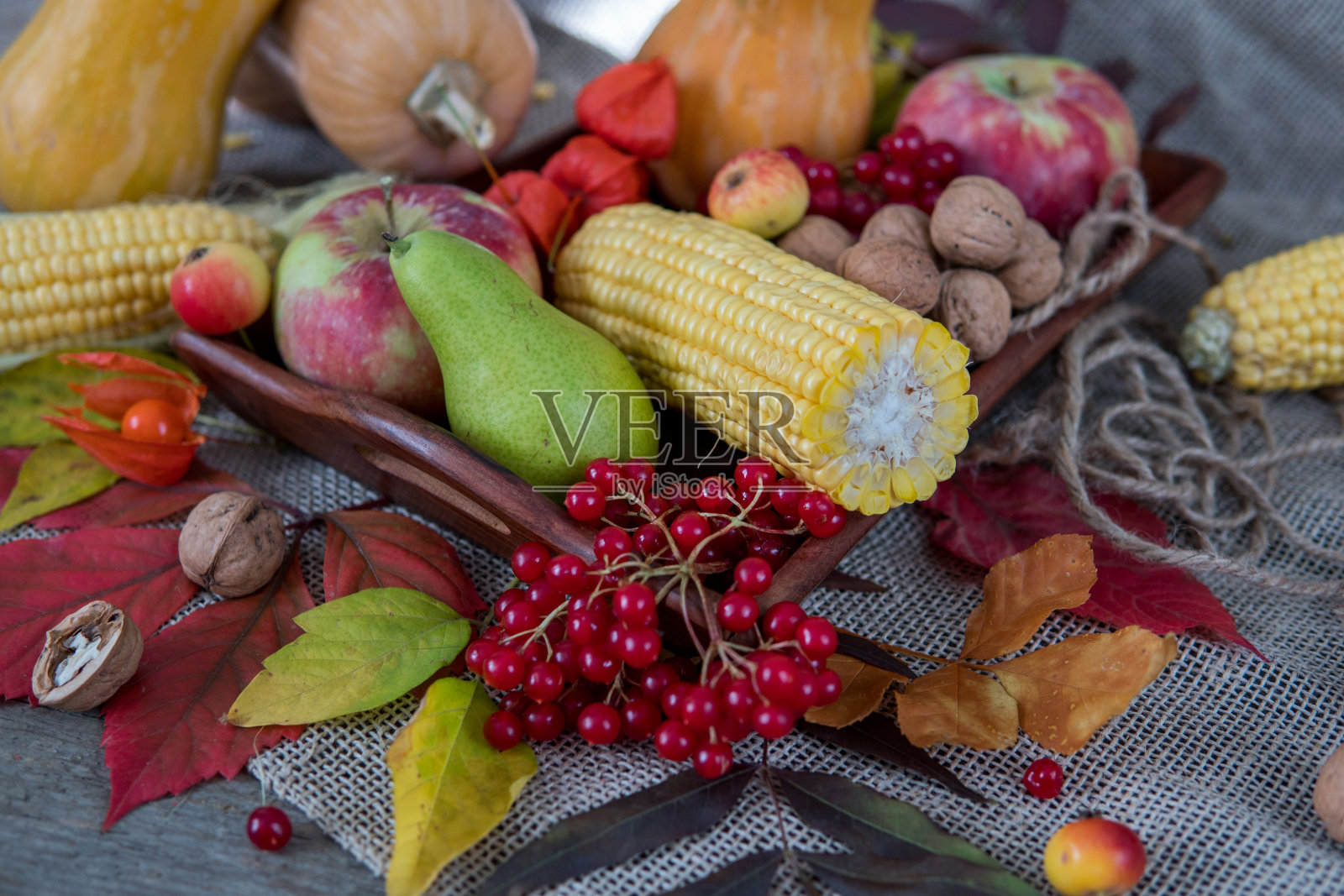 秋天的蔬菜，浆果和水果。秋季季节食物-南瓜，玉米，苹果，梨，荚蒾，酸浆照片摄影图片