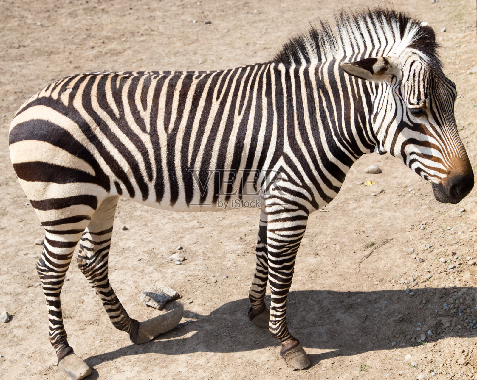 斑马照片摄影图片