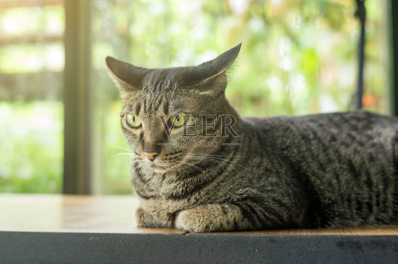 灰条纹猫躺在木桌上。照片摄影图片