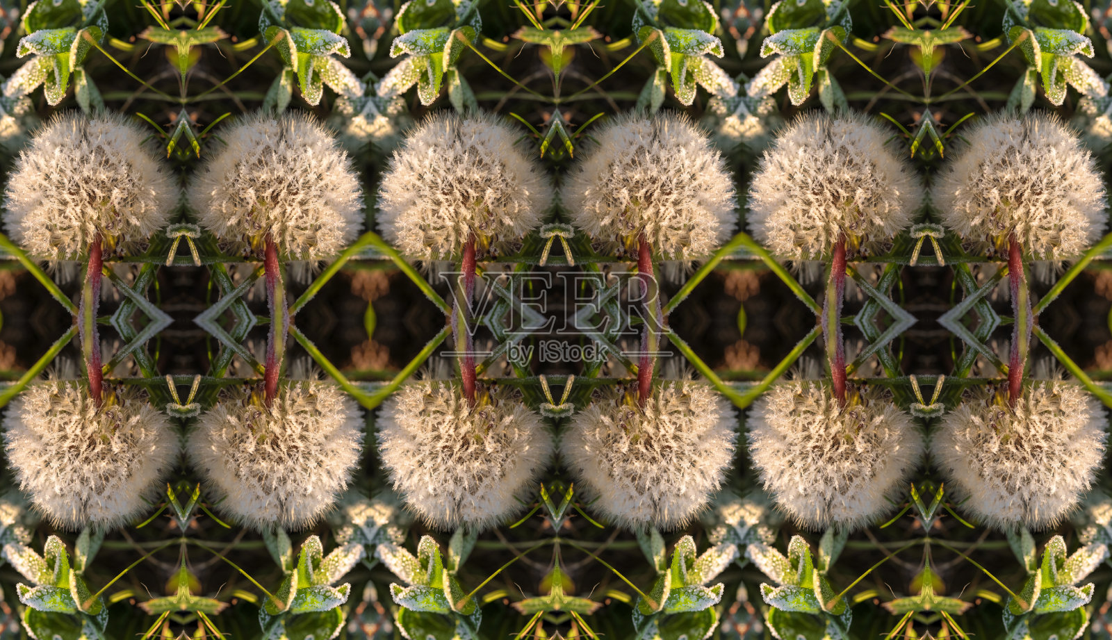 冰冻蒲公英花的万花筒视图照片摄影图片