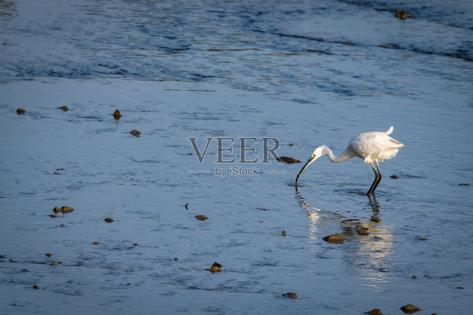黄昏时分寻找食物的大白鹭照片摄影图片