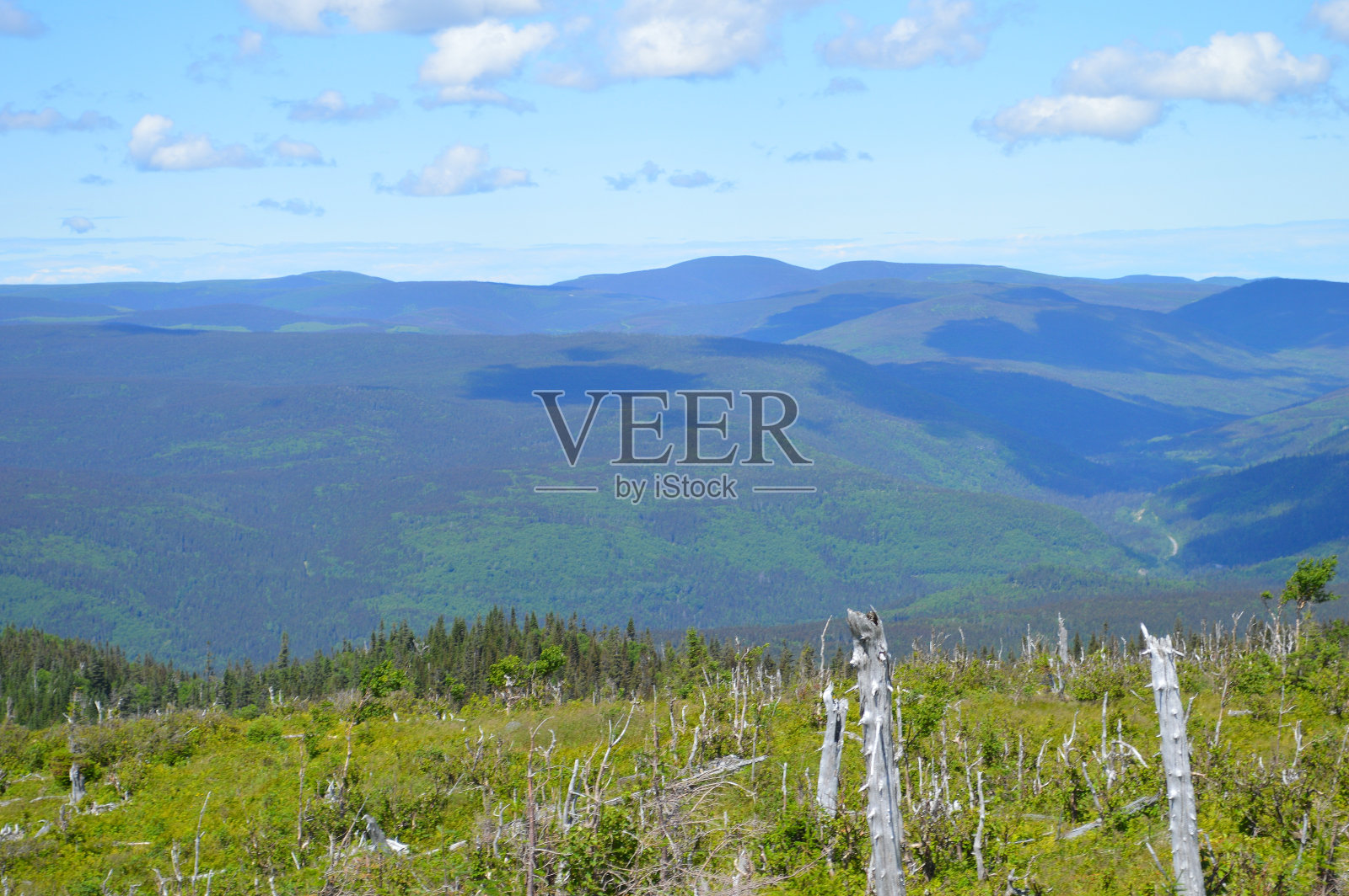 高高的绿色的山，云朵的影子在上面跳舞，前景是枯树照片摄影图片