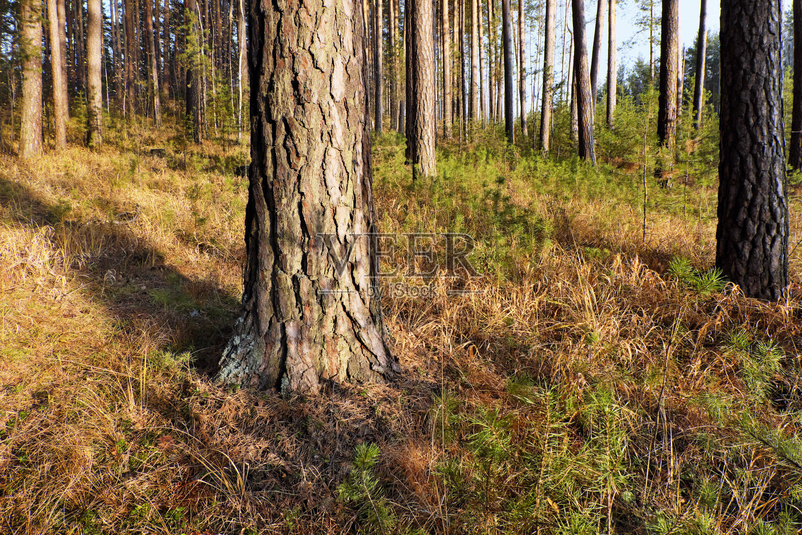 秋天的大古松照片摄影图片