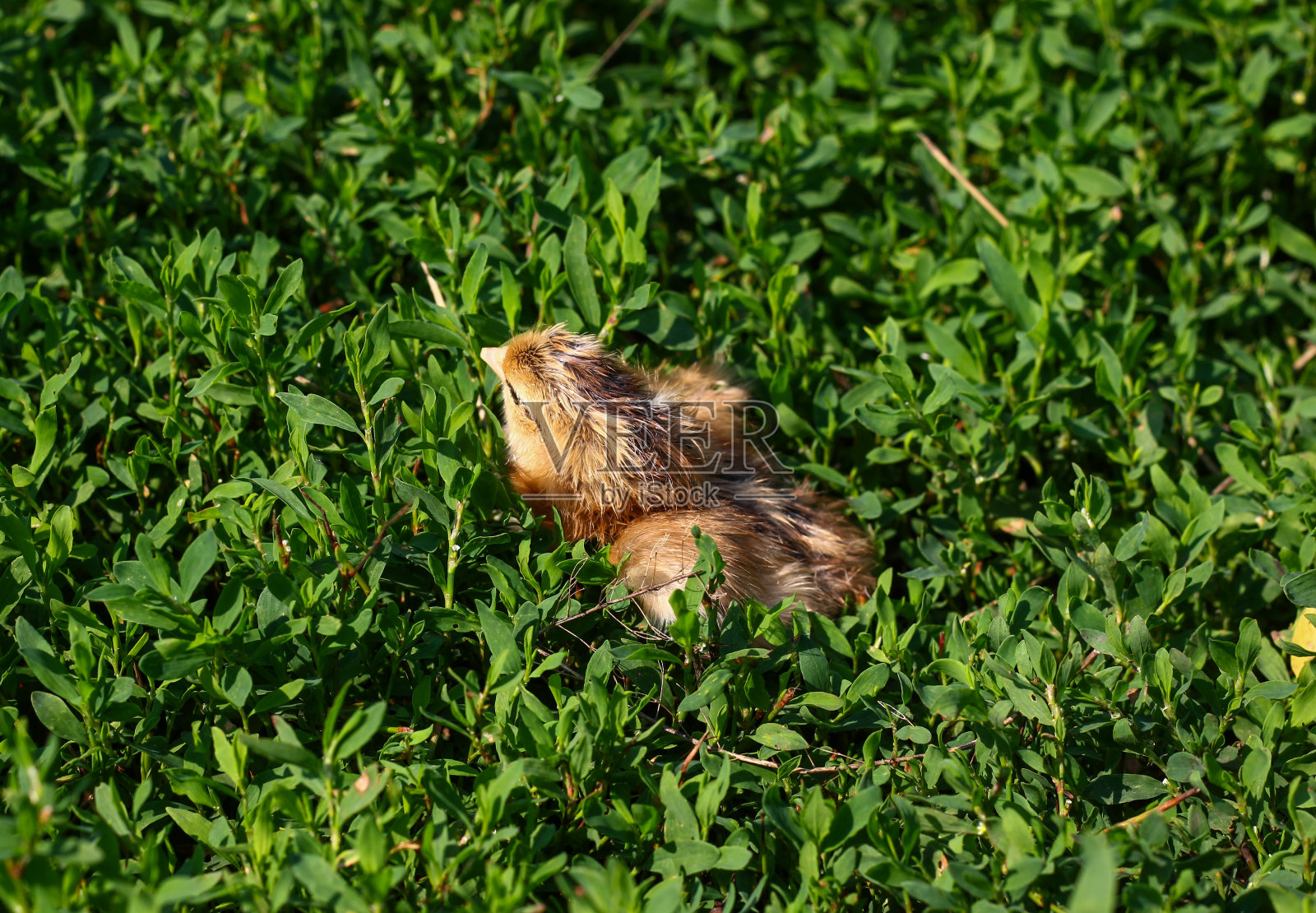 绿草里美丽的小鸡照片摄影图片