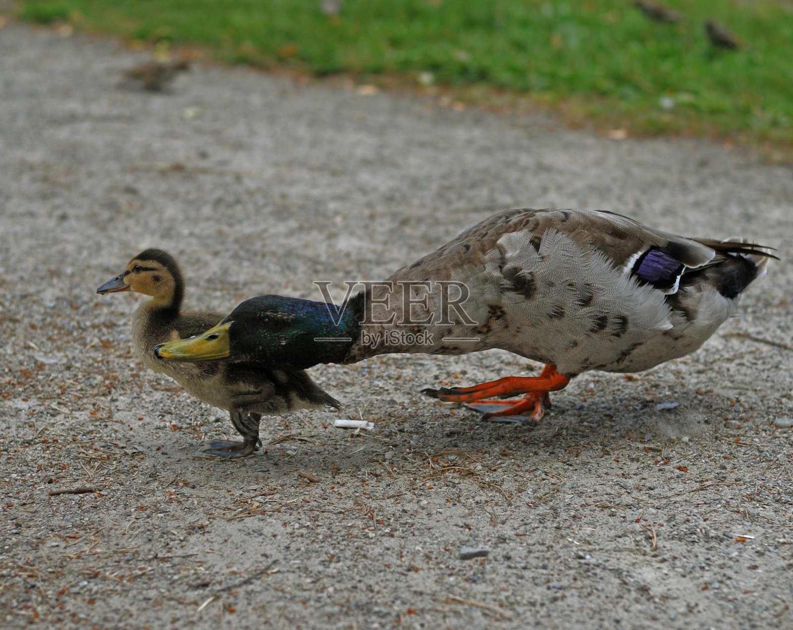 鹅妈妈和鹅妈妈瑞典照片摄影图片
