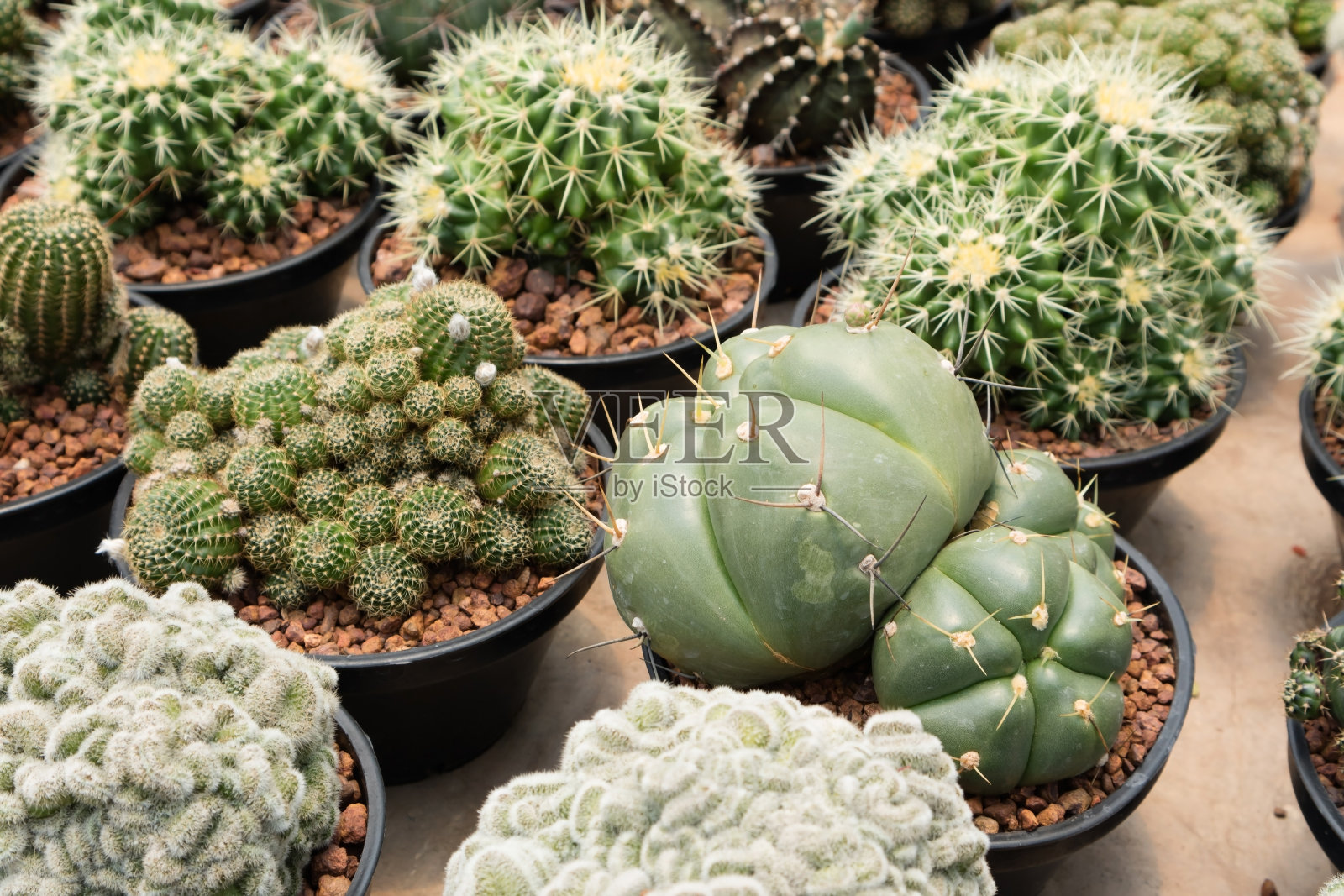 仙人掌照片摄影图片