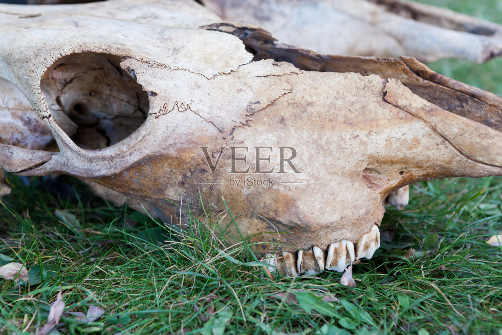 草地上的动物头骨照片摄影图片