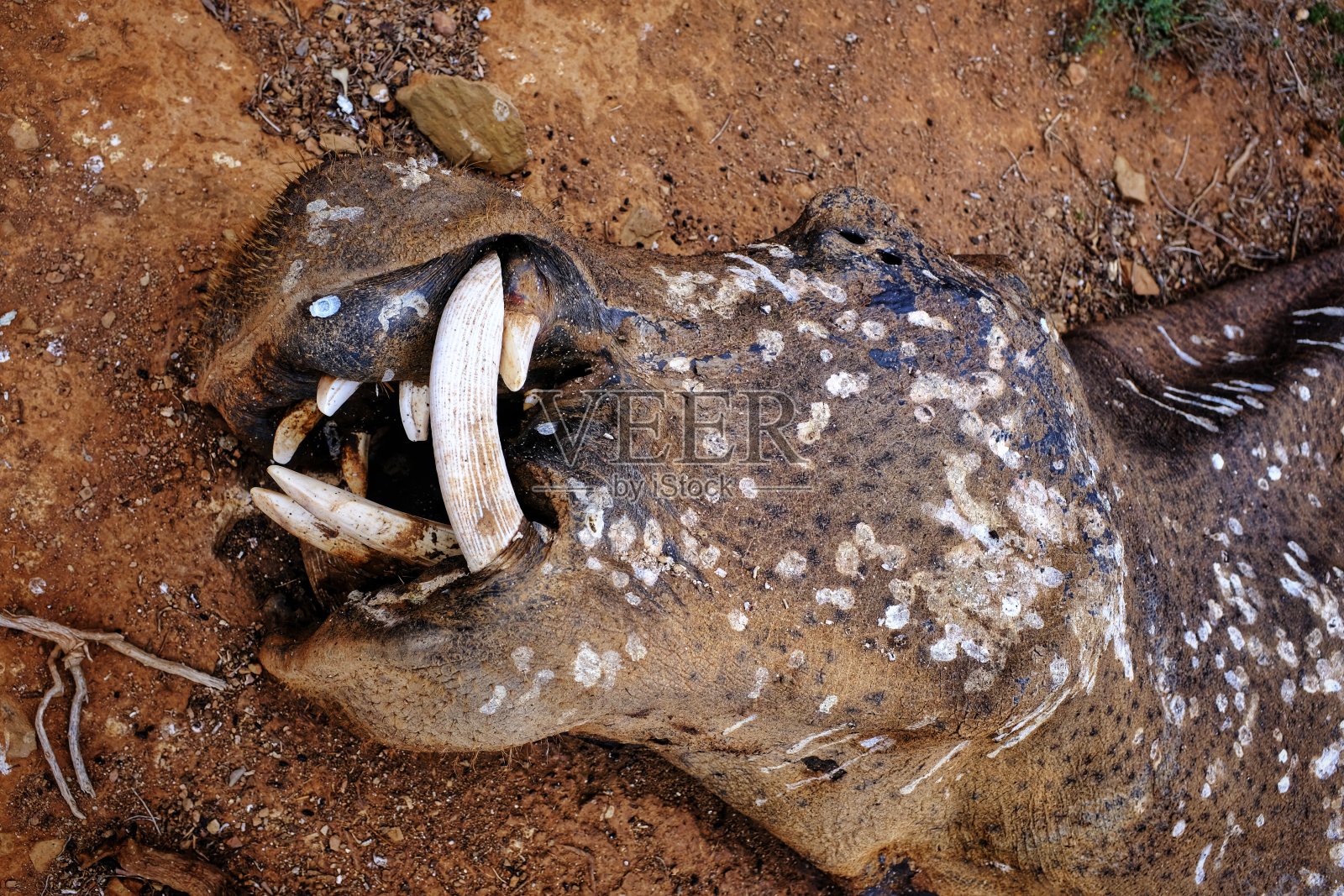 在一场战斗中死亡河马头部的特写照片摄影图片