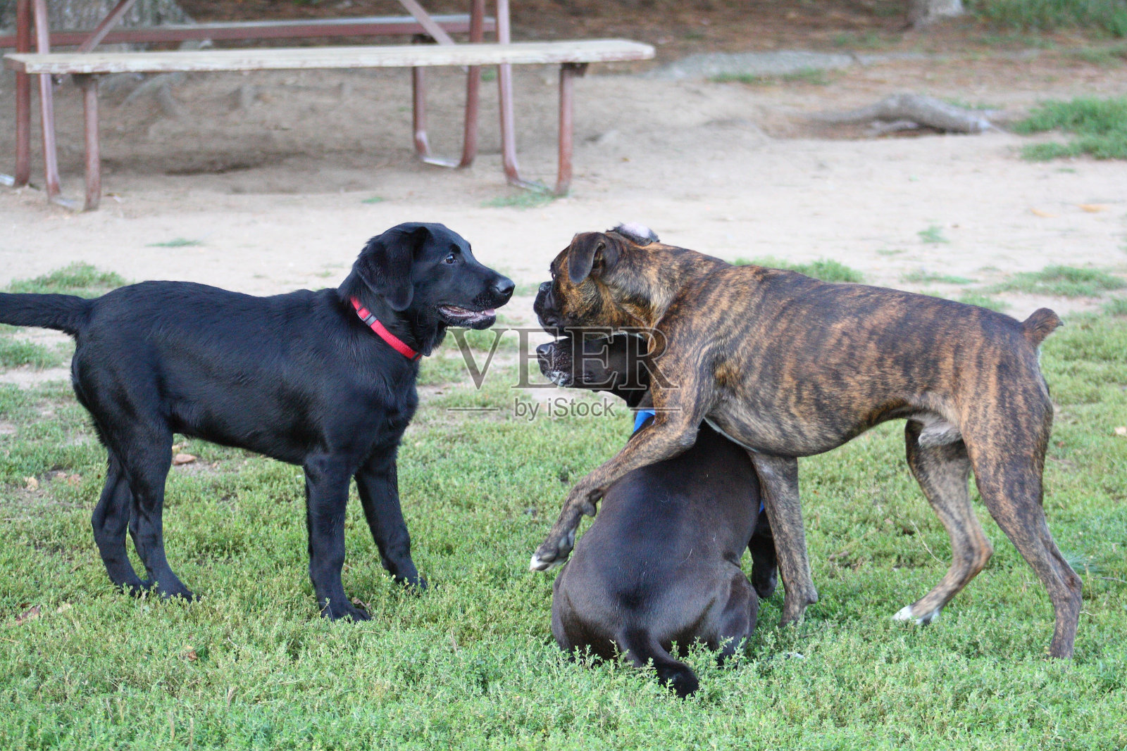 狗狗玩照片摄影图片