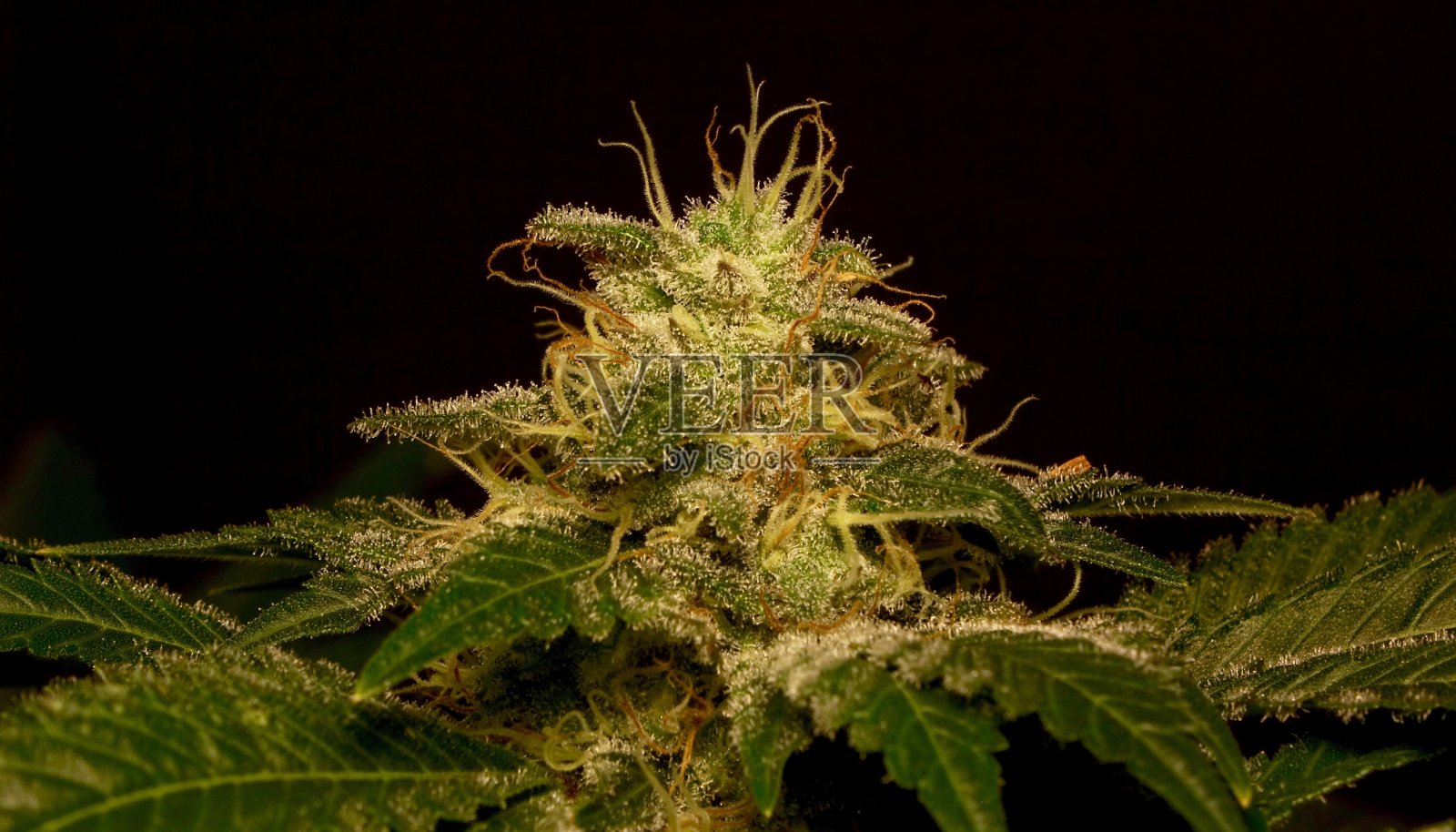 泡沫炸弹照片摄影图片