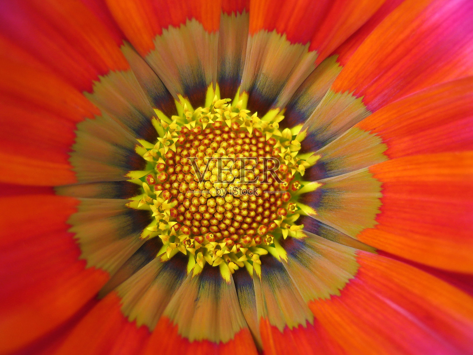 宏观的花照片摄影图片