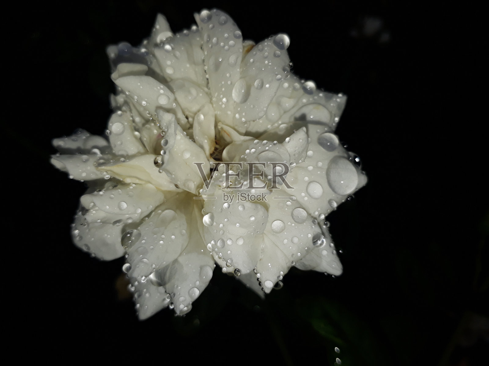 白玫瑰。照片摄影图片