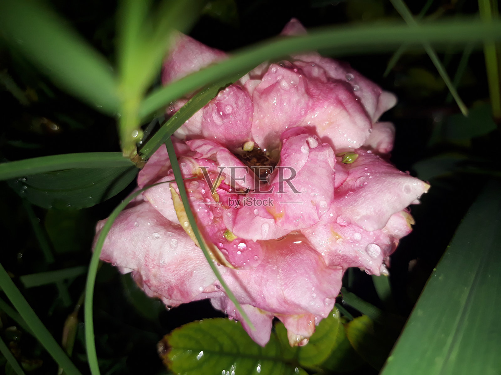 粉红色的玫瑰。照片摄影图片