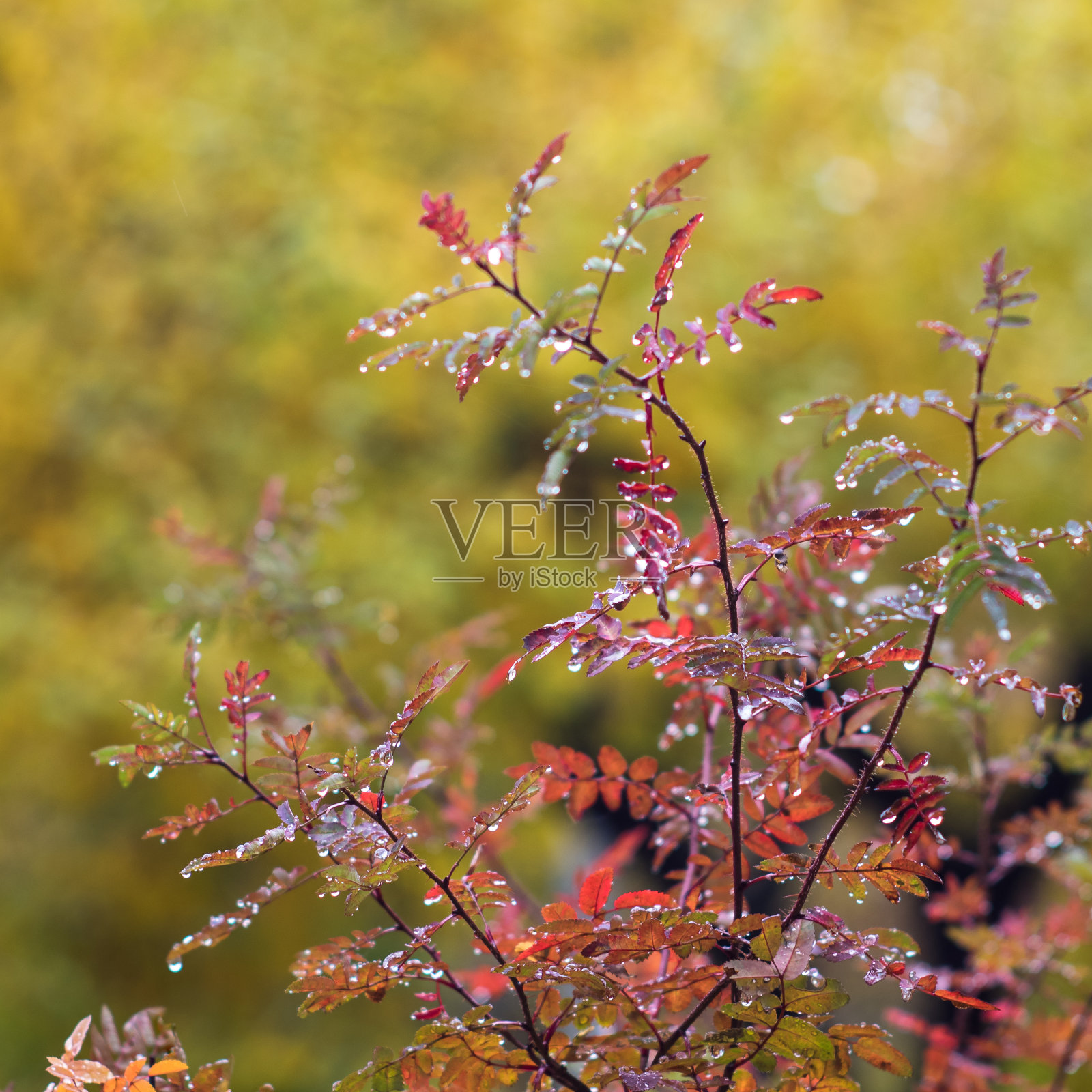 秋天的树叶在背景中。有选择性的重点。照片摄影图片
