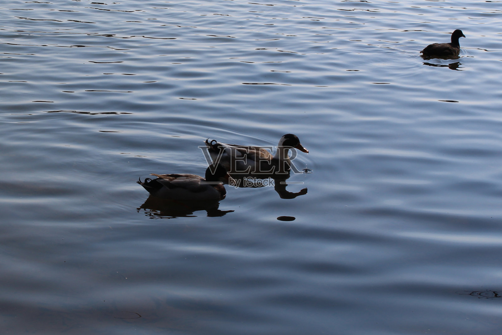 鸭子夫妇周日游泳照片摄影图片