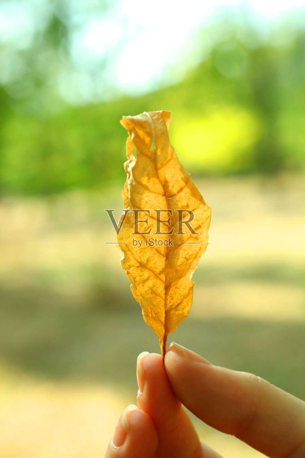 黄的秋叶照片摄影图片