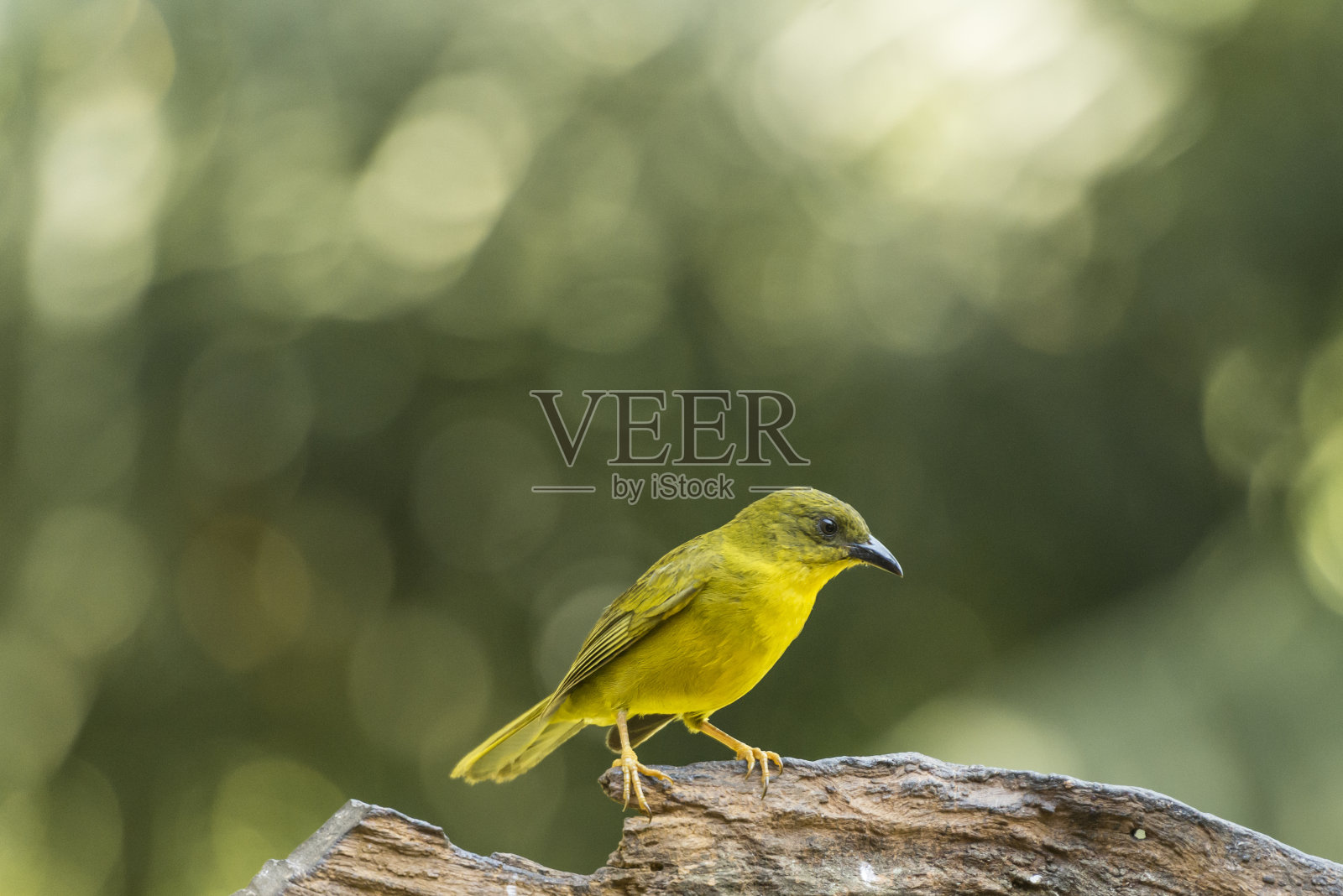 黄芩(Myiothlypis flaveola)照片摄影图片