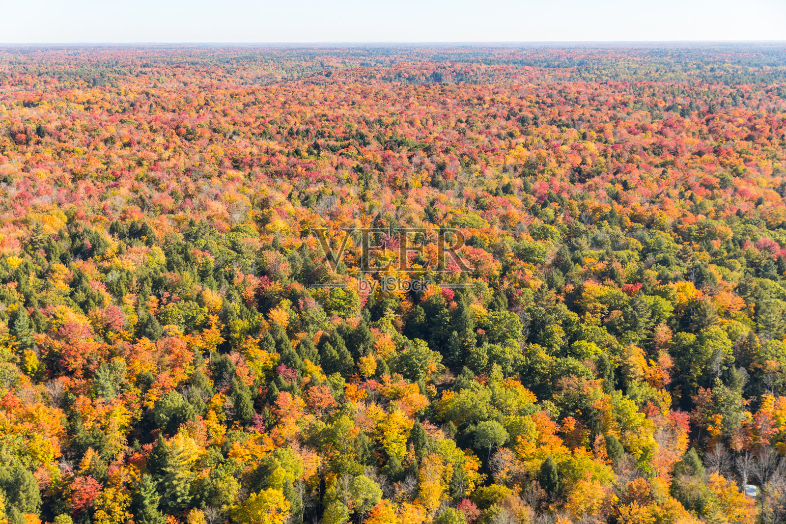 加拿大秋季树木航拍照片摄影图片