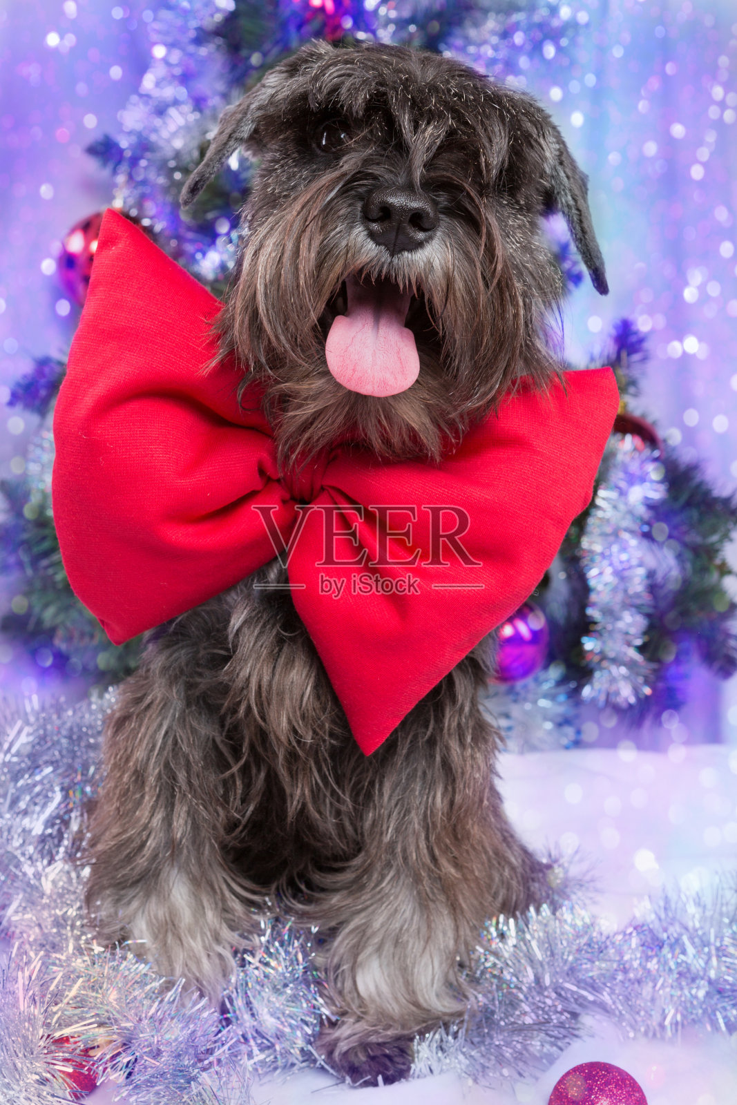 狗狗的肖像，在淡紫色的节日闪闪发光的背景下，脖子上有一个红色的蝴蝶结迎接新年照片摄影图片