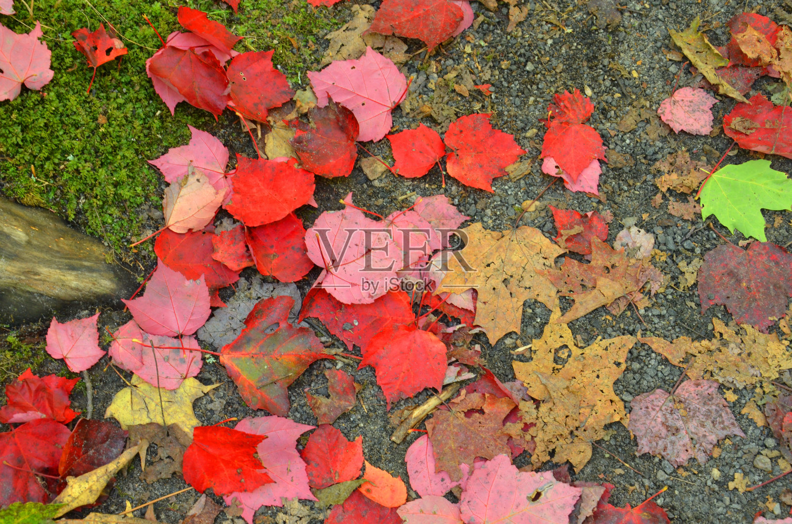美丽的秋天，五颜六色的森林，安大略省，加拿大照片摄影图片