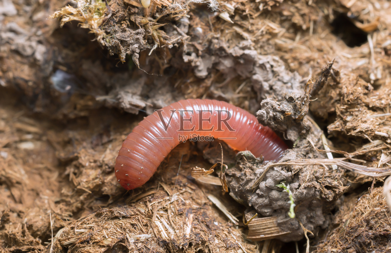牛粪里的虫子照片摄影图片
