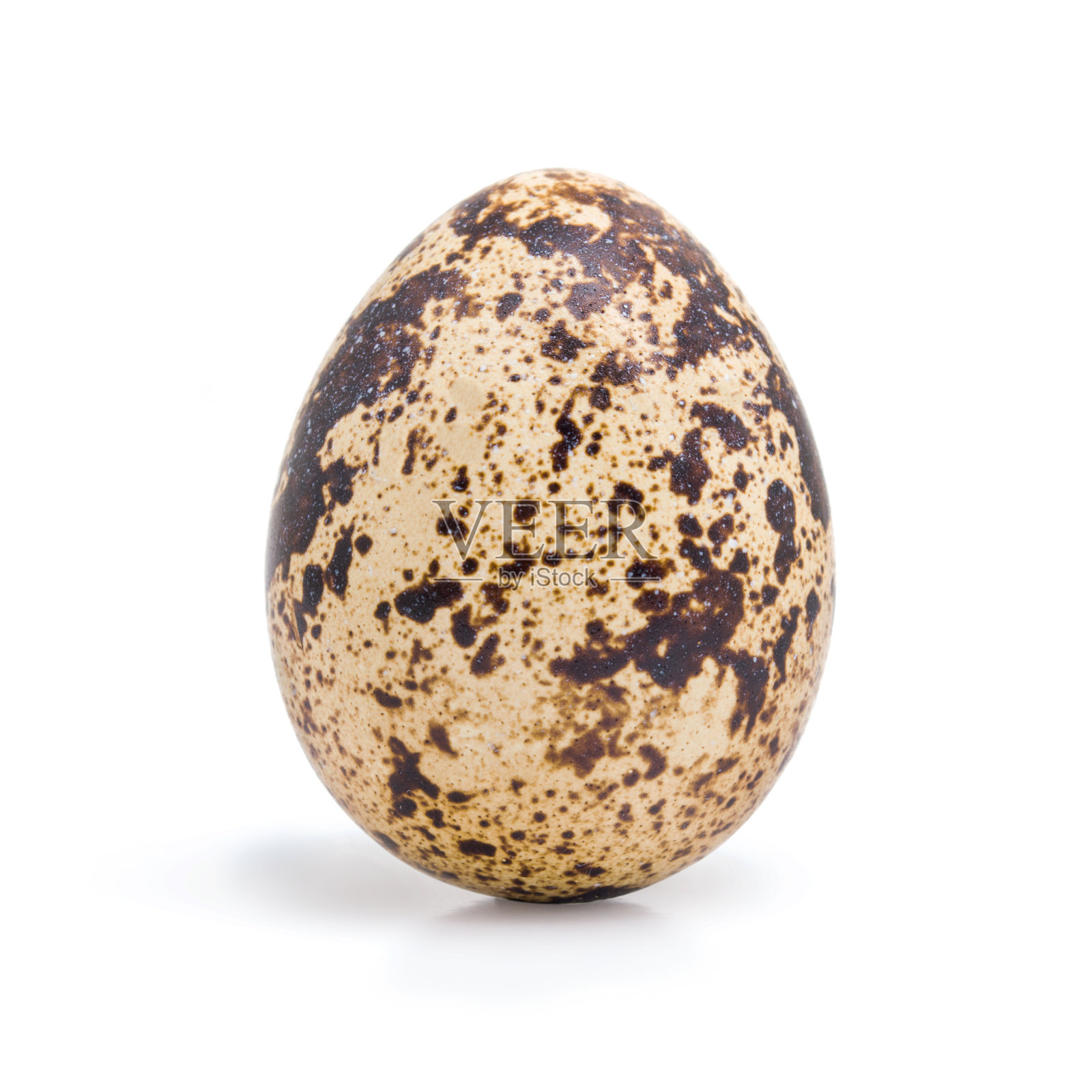 一个鹌鹑蛋靠近孤立在白色的背景照片摄影图片