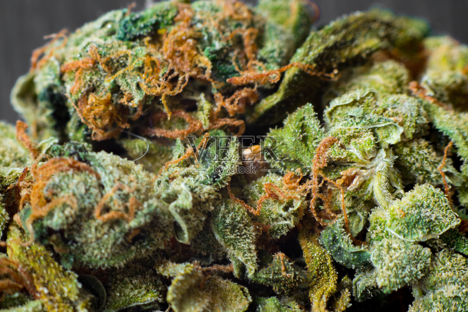 大麻收获球果的微缩照片，叶子上覆盖着毛状体。大麻植物附近。照片摄影图片