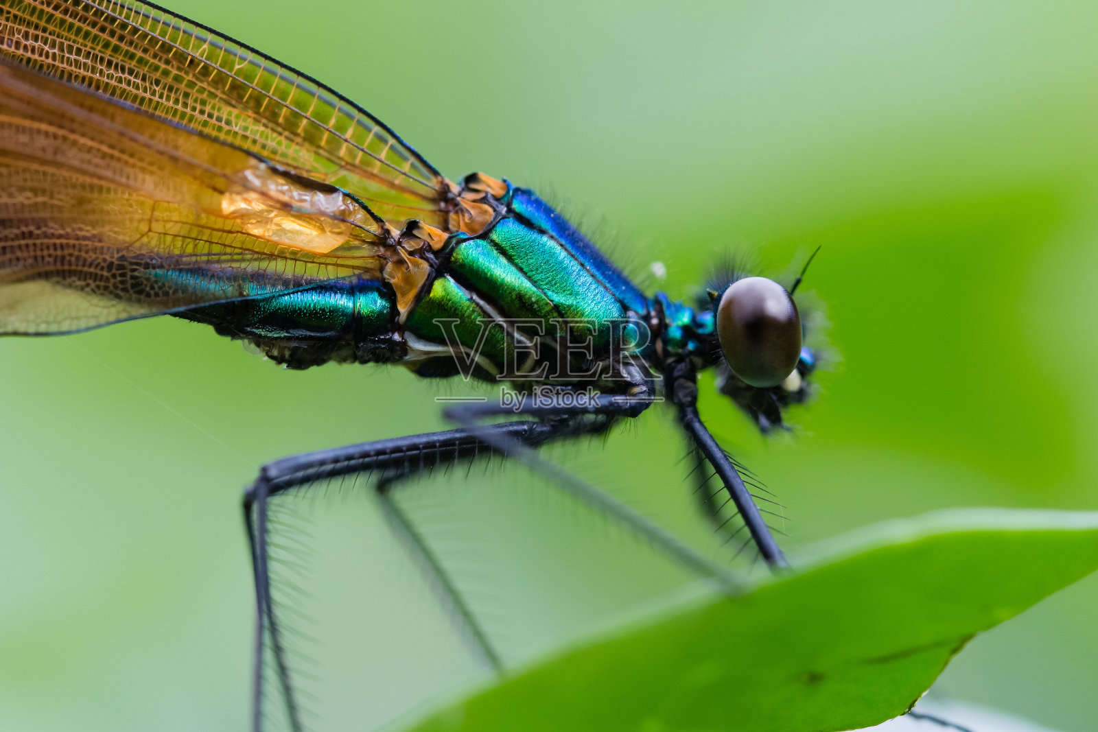 蜻蜓在特写镜头照片摄影图片