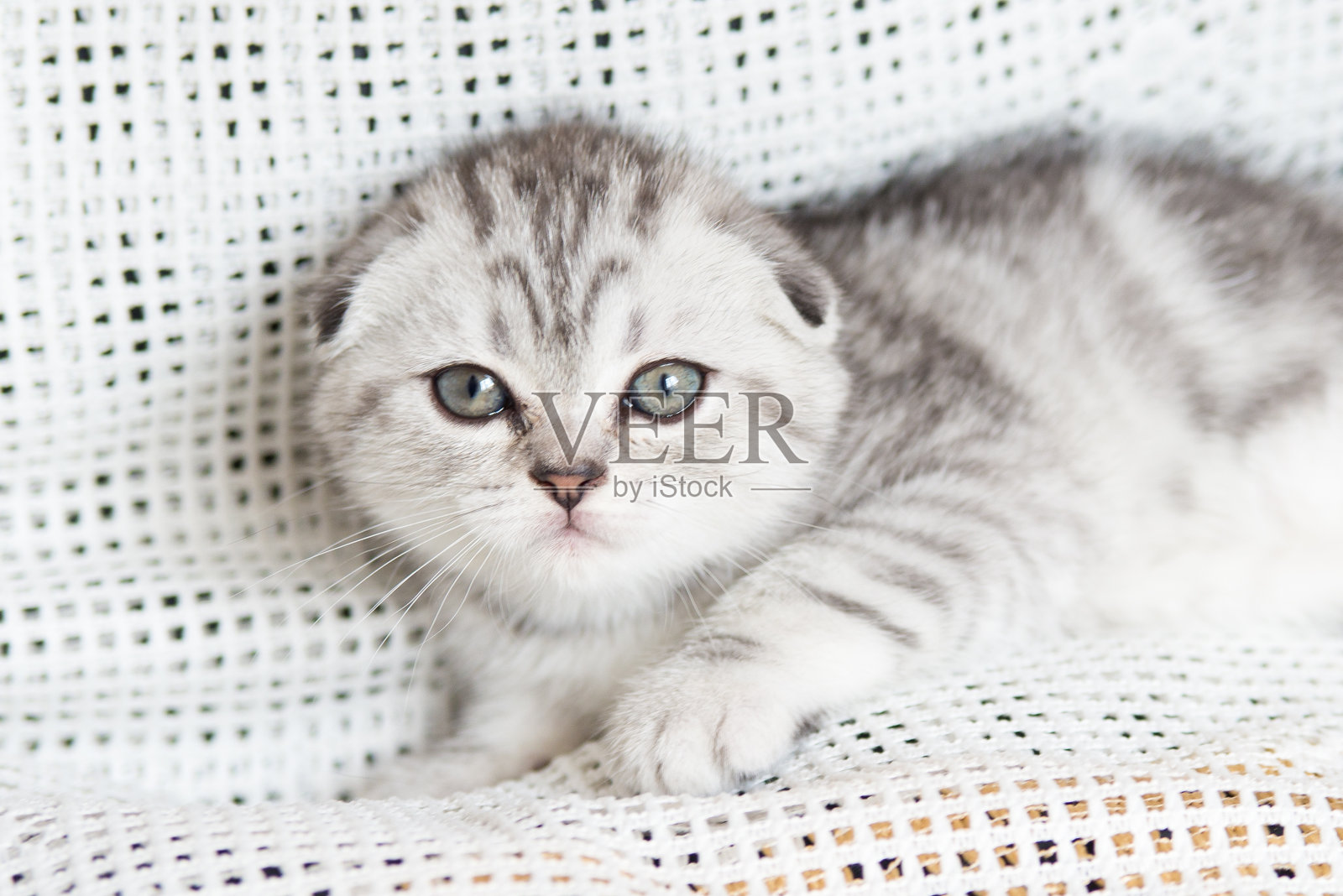 可爱的小猫苏格兰折耳照片摄影图片