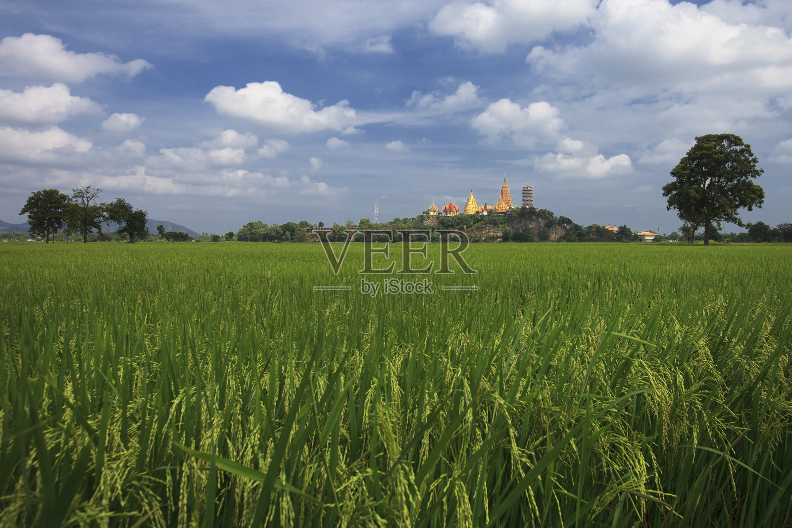 稻田照片摄影图片