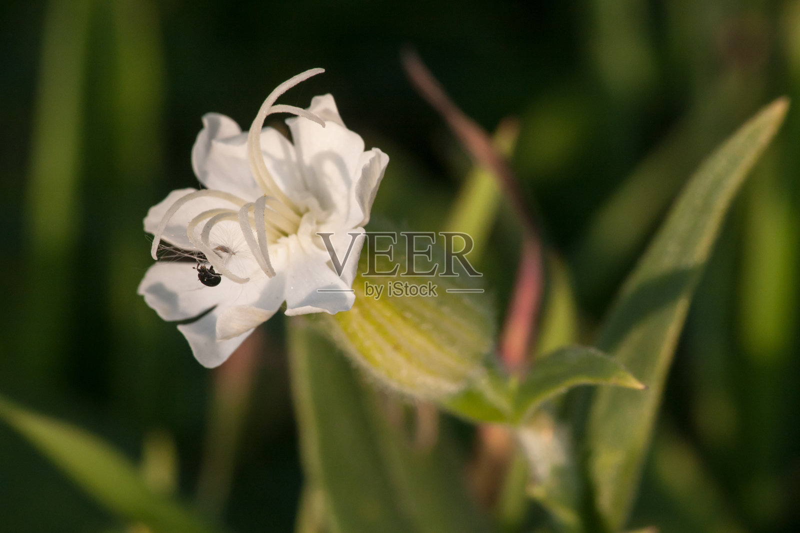 场花照片摄影图片