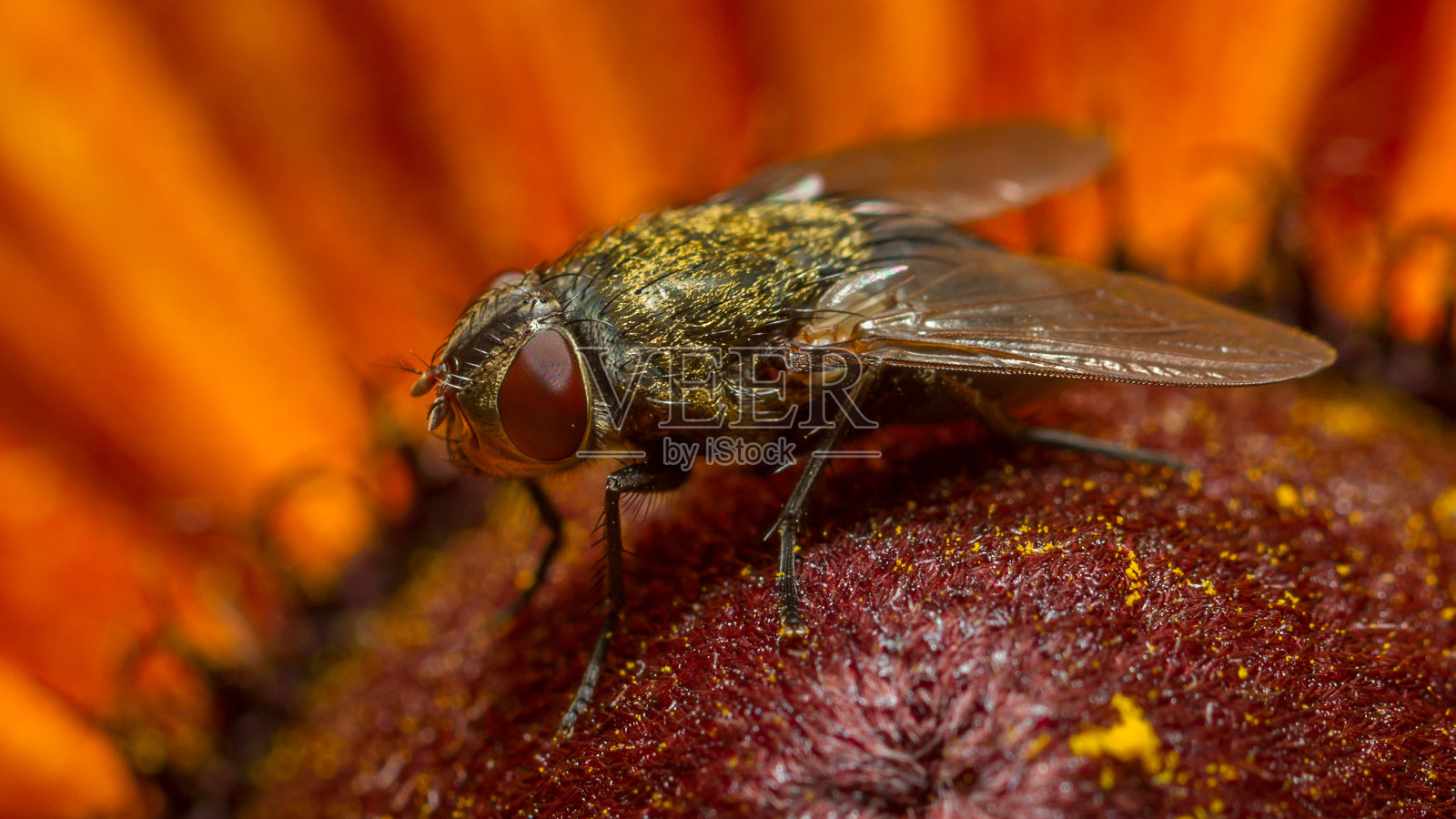 松果菊、Black-eyed-susans飞照片摄影图片