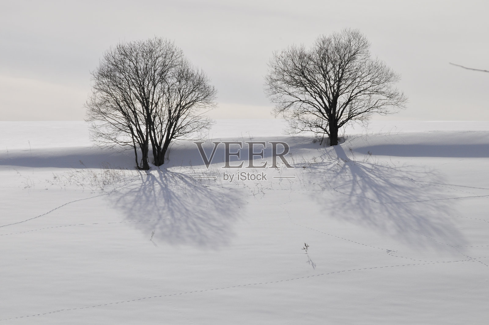 雪地上冬日树林的阴影照片摄影图片