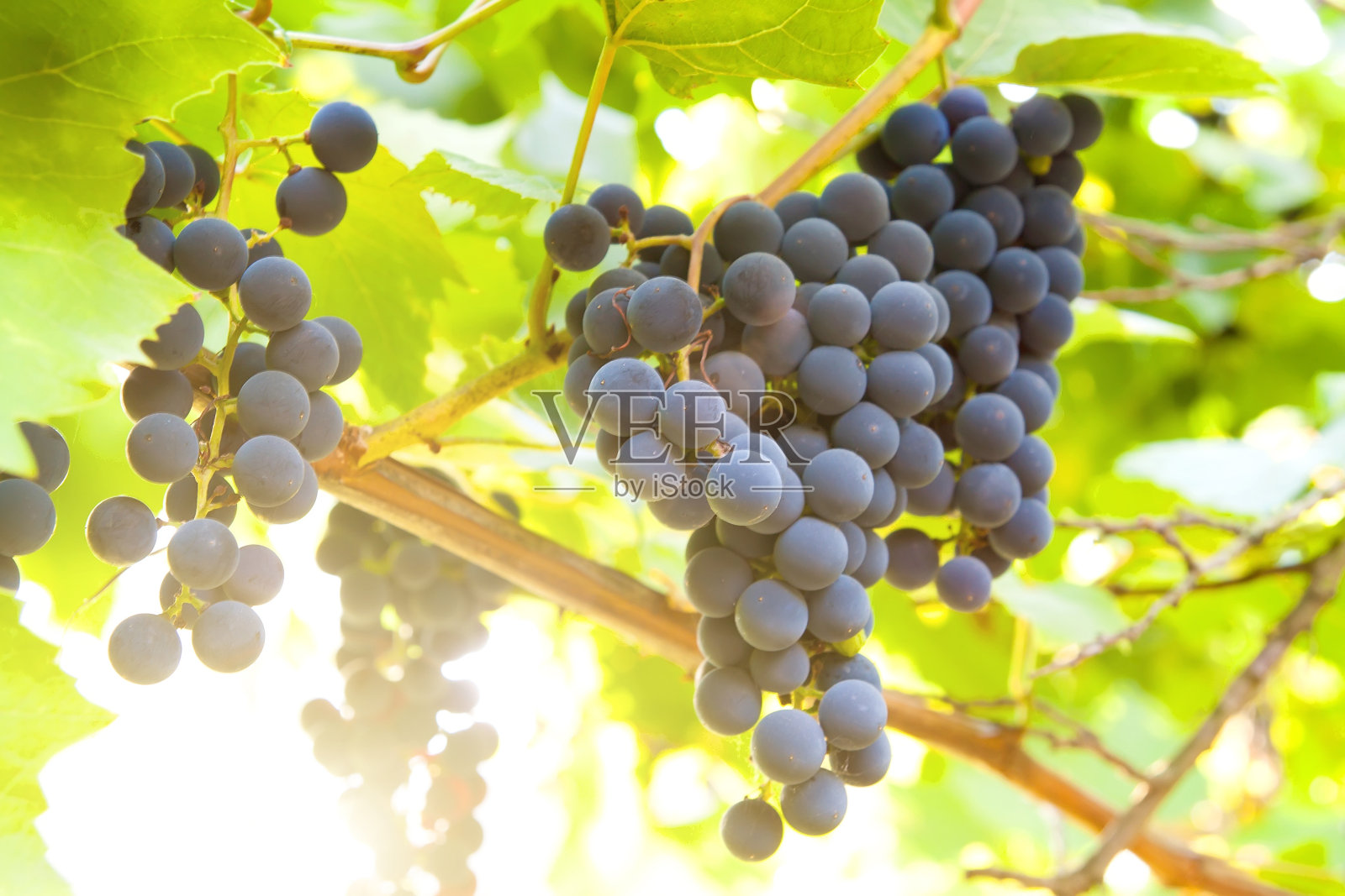阳光下葡萄藤上的一串葡萄照片摄影图片