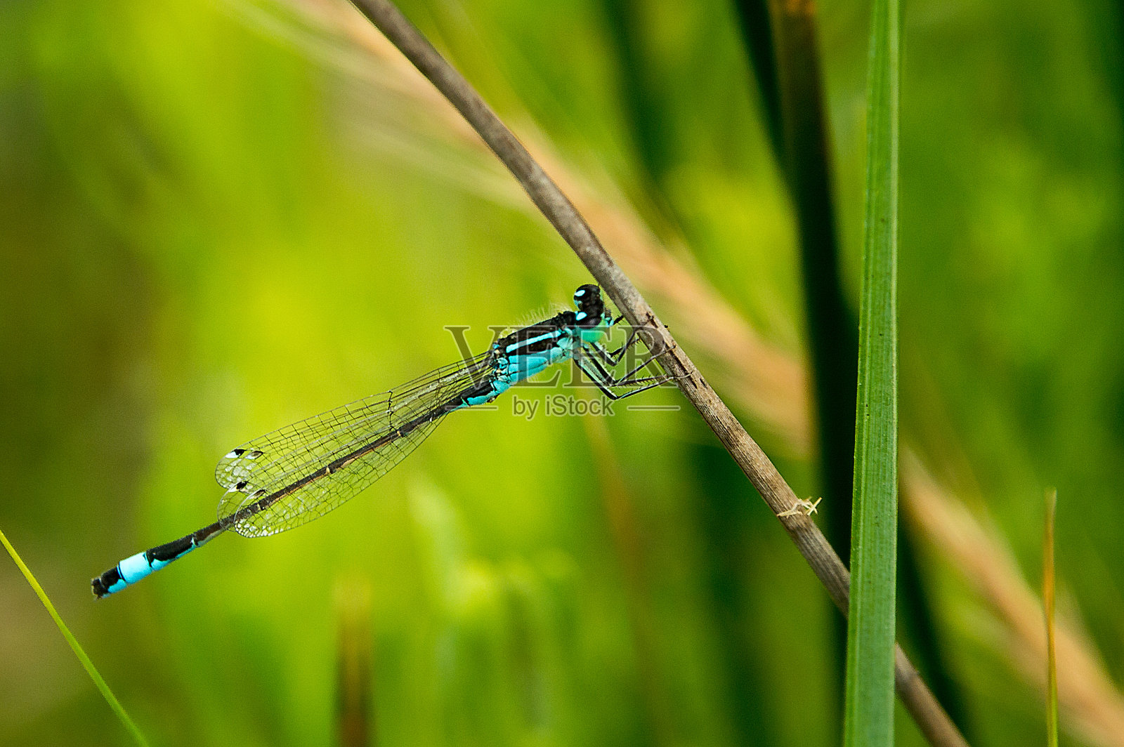 蜻蜓照片摄影图片